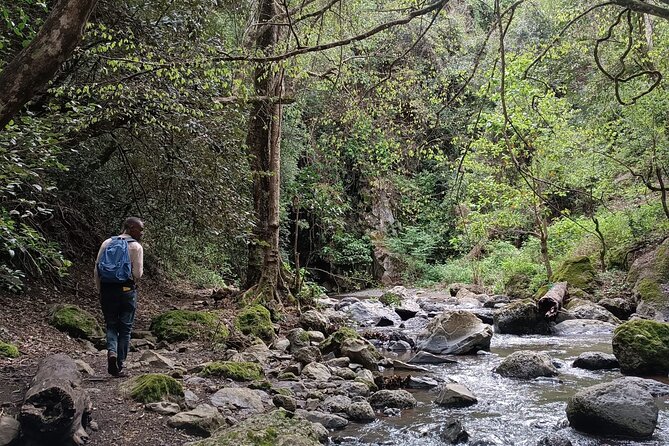 Kilimanjaro Wanderlust Day Hike - What the walk feels like for different types of hikers