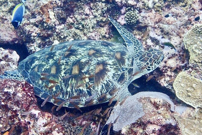 Kisite Mpunguti Day Trip. A day of Oceanic Wonders - Kisite Marine Park and Its Coral Reefs