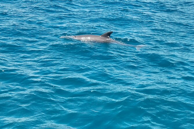 Kisite Mpunguti Day Trip. A day of Oceanic Wonders - What Snorkeling May Feel Like