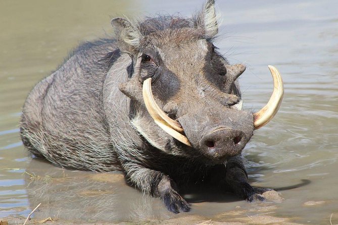 Lake Naivasha & Crescent island day trip. - A one-hour boat ride on Lake Naivasha