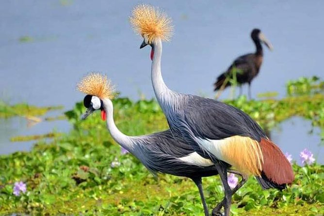 Lake Naivasha & Crescent island day trip. - Lunch beside Lake Naivasha