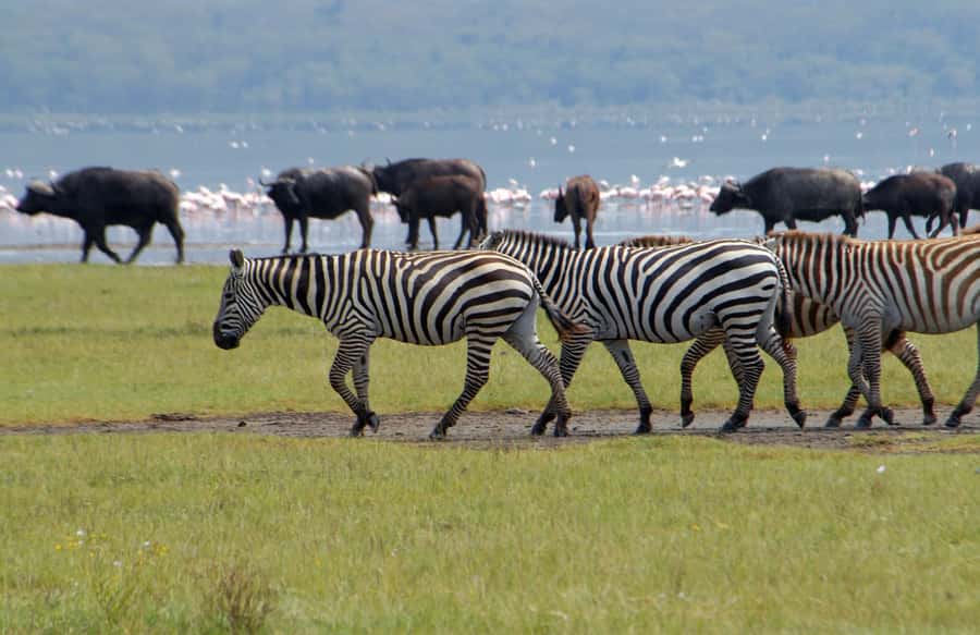 Lake Naivasha: Crescent Island Game Sanctuary - Walking among giraffes on Crescent Island
