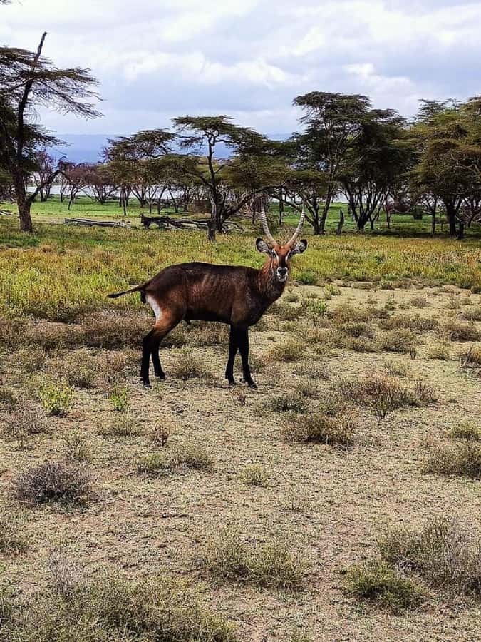 Lake Naivasha: Crescent Island Game Sanctuary - The real question is the transport