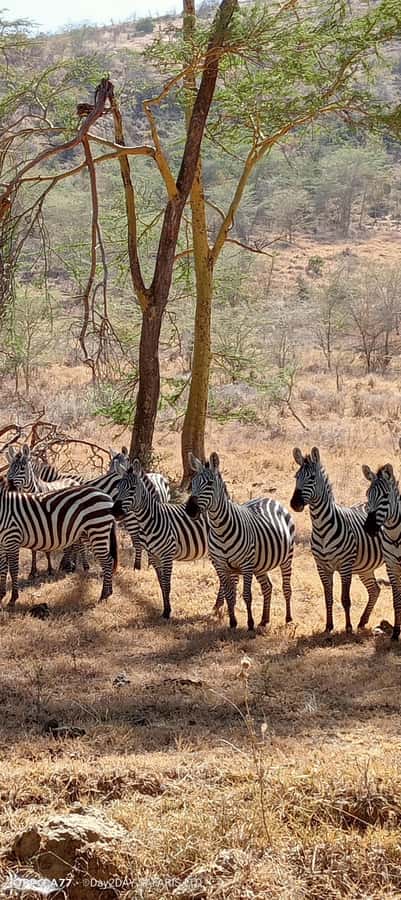 Lake Naivasha: Crescent Island Game Sanctuary - A 40-minute boat ride on Lake Naivasha