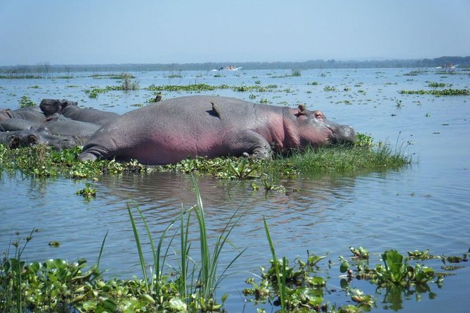 Lake Naivasha day tour including the crescent island - Price, extra fees, and the real value