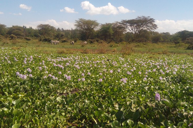 Lake Naivasha Private Day Tour with Boat Ride from Nairobi - Key points to know before you book