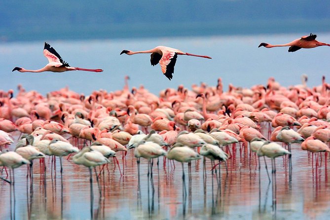 Lake Nakuru Day Trip From Nairobi - Why Lake Nakuru works as a Nairobi day trip