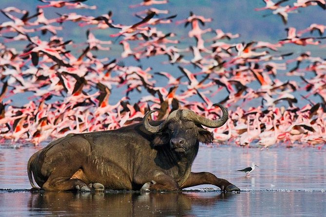 Lake Nakuru Day Trip From Nairobi - The afternoon drive and the value of time