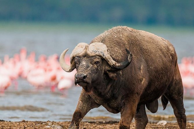 Lake Nakuru Day Trip From Nairobi - What the $195 price really covers