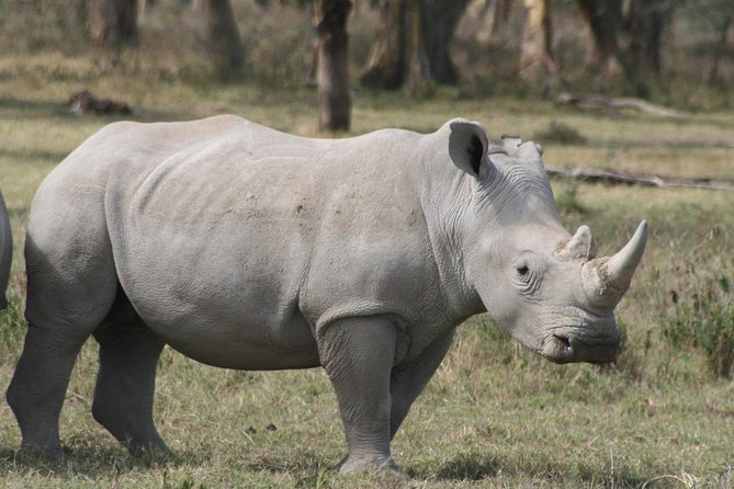 Lake Nakuru Day Trip From Nairobi - Who will get the most from this safari