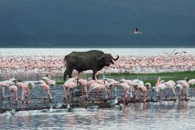 Lake Nakuru Day Trip From Nairobi - Practical points that can make the day better