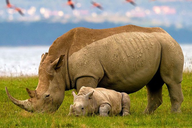 Lake Nakuru Day Trip From Nairobi - Leaving Nairobi with a private guide