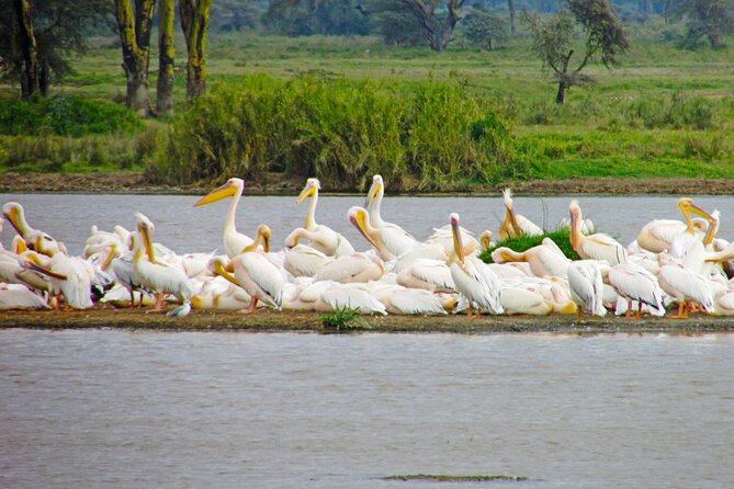 Lake Nakuru Day Trip Safari – & Optional Lake Naivasha Boat - Makalia Waterfall, a welcome pause