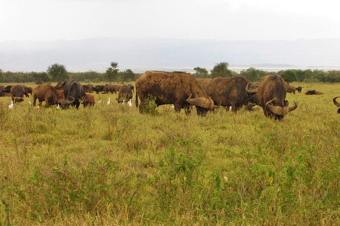 Lake Nakuru Day Trip Safari – & Optional Lake Naivasha Boat - Baboon Cliff and the lunch stop