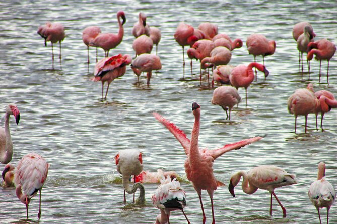 Lake Nakuru Day Trip Safari – & Optional Lake Naivasha Boat - Lake Naivasha by boat