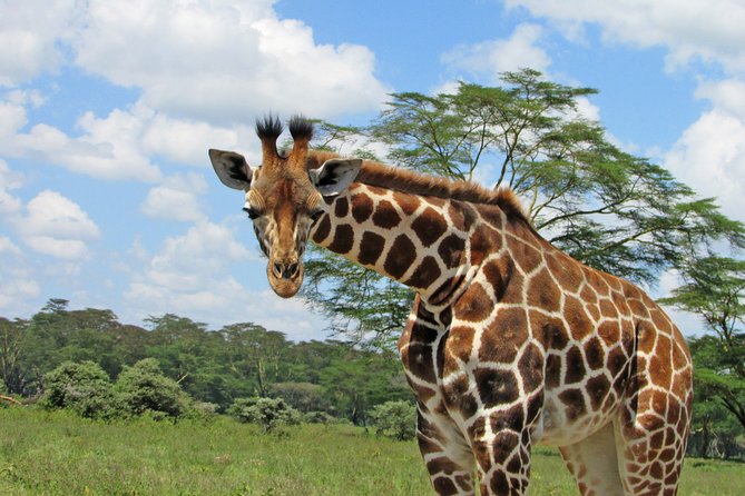 Lake Nakuru Day Trip Safari – & Optional Lake Naivasha Boat - Walking with animals at Crescent Island