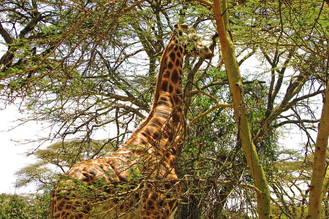Lake Nakuru Day Trip Safari – & Optional Lake Naivasha Boat - The real price and what it includes