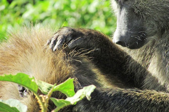 Lake Nakuru Day Trip Safari – & Optional Lake Naivasha Boat - Lake Nakuru from the pop-up roof