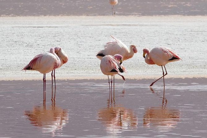 Lake Nakuru, Naivasha & Masai Mara 4 Days Private Jeep Safari - Meals, comfort, and the private format