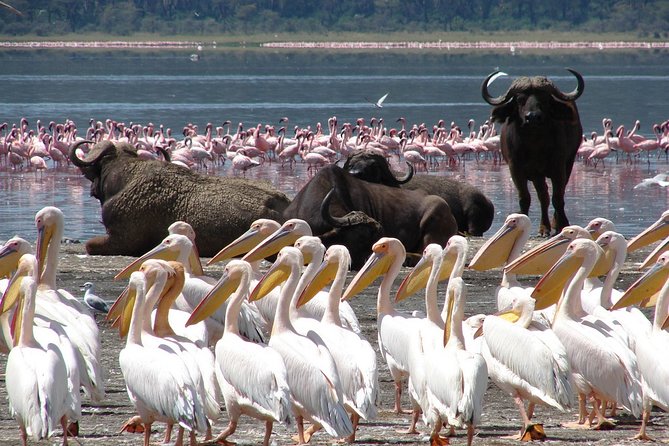 Lake Nakuru National Park & Boat Ride at Lake Naivasha Day Tour From Nairobi - Key points to know before booking