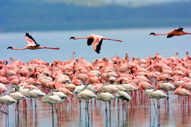 Lake Nakuru National Park & Boat Ride at Lake Naivasha Day Tour From Nairobi - The return drive to Nairobi