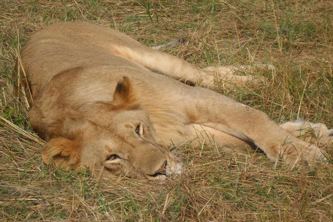 Lake Nakuru National Park Day Tour Via Lake Naivasha - Lunch after the game drive