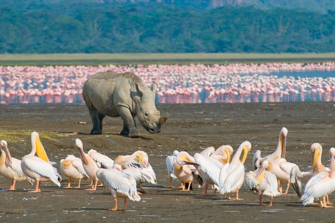Lake Nakuru National Park: Day Trip from Nairobi - Key points to know before booking