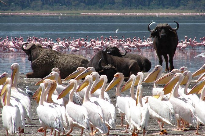 Lake Nakuru National Park: Day Trip from Nairobi - A 6:00 a.m. pickup from Nairobi