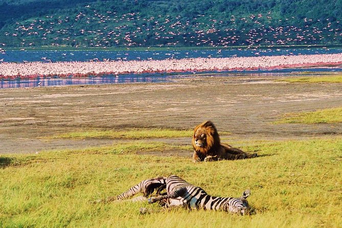 Lake Nakuru National Park: Day Trip from Nairobi - At Lake Nakuru, birds come first