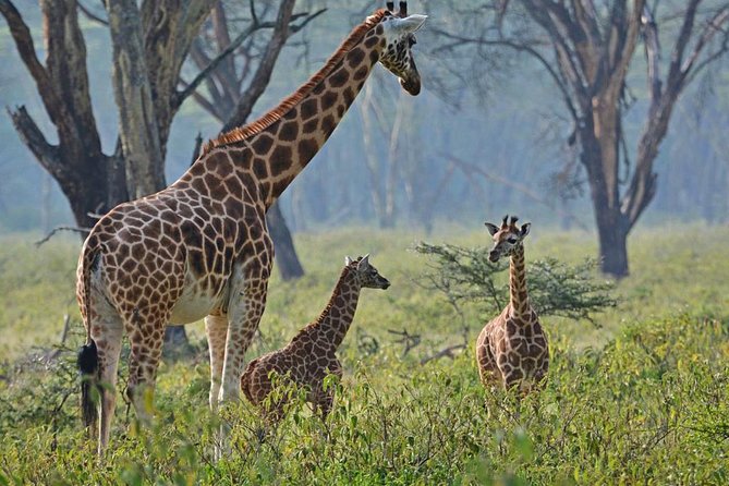 Lake Nakuru National Park: Day Trip from Nairobi - Rhinos, giraffes, buffalo, and plains game