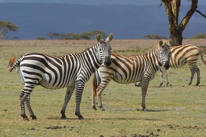 Lake Nakuru National Park: Day Trip from Nairobi - What the $170 price really covers