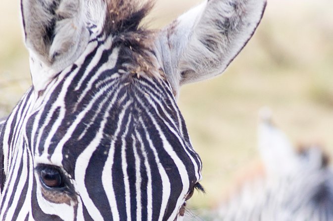 Lake Nakuru National Park daytrip - Leaving at 7:00 am for a full day out