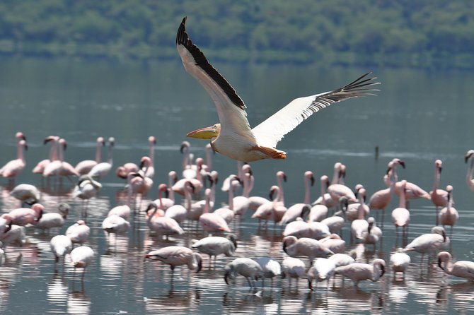 Lake Nakuru National Park daytrip - What is included, and what you still pay for