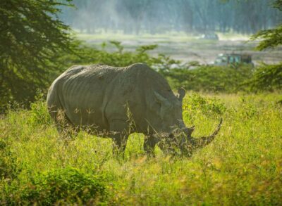Lake Nakuru National Park: Daytrip in a 4X4 Private Jeep
