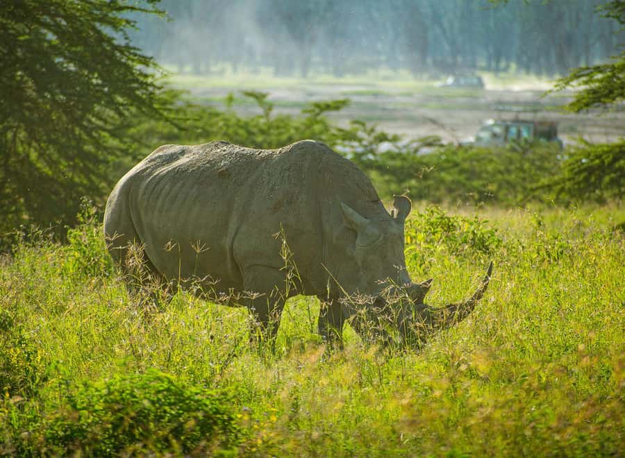 Lake Nakuru National Park: Daytrip in a 4X4 Private Jeep - 6:00 am pickup and the road from Nairobi