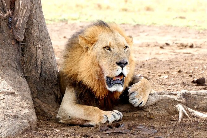 Lake Nakuru NP Half-Day Safari - Five things to know before booking