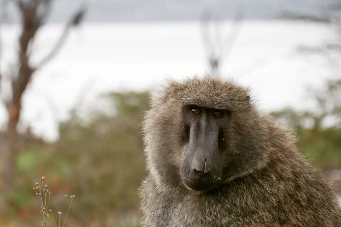 Lake Nakuru NP Half-Day Safari - Why a five-hour Lake Nakuru safari works