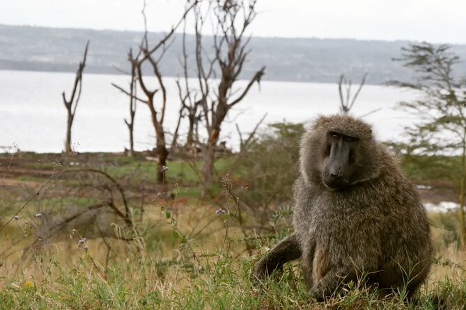 Lake Nakuru NP Half-Day Safari - Families, wheelchairs, and practical comfort