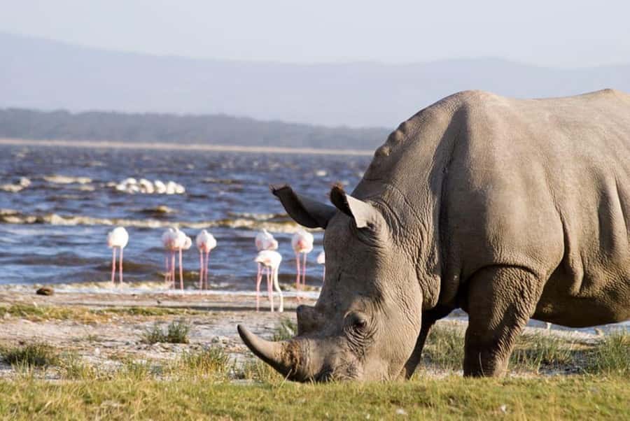 Lakes Nakuru& Naivasha National Park Wildlife Highlights - Key points before you book