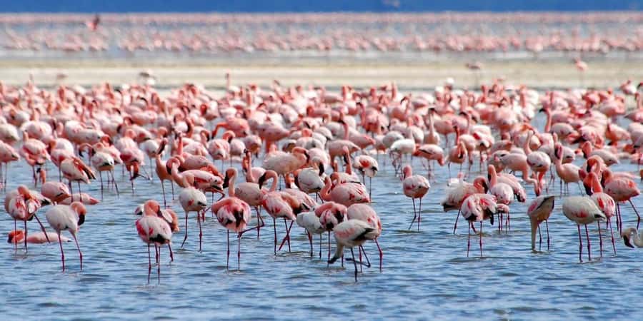 Lakes Nakuru& Naivasha National Park Wildlife Highlights - Why the four-hour Nakuru stop needs clarification