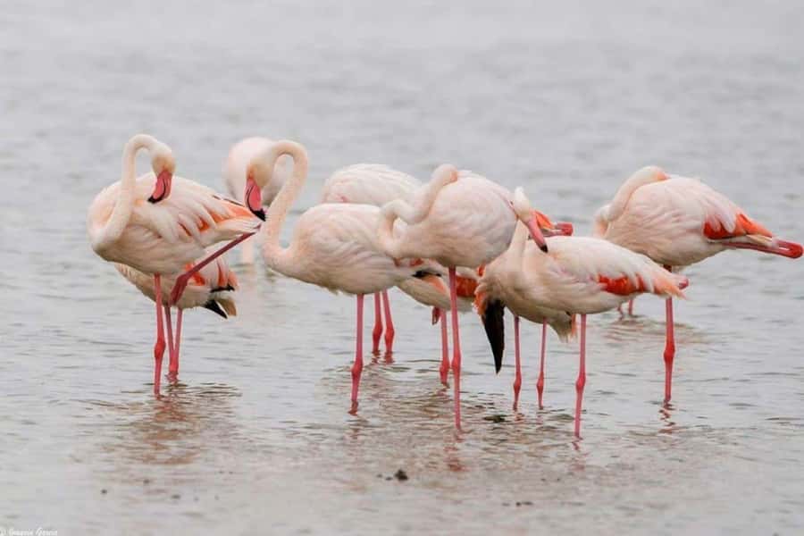 Lakes Nakuru& Naivasha National Park Wildlife Highlights - Eagle feeding and hippo viewing at Naivasha
