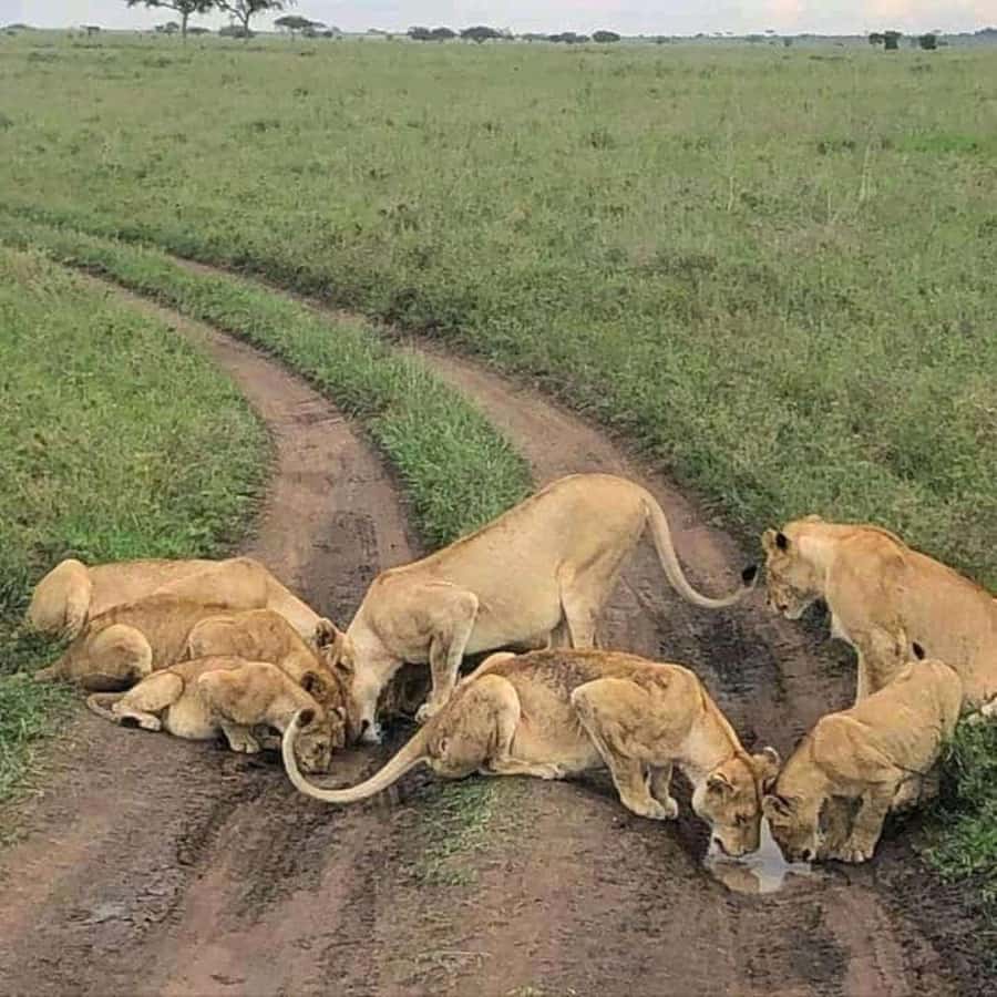 Lakes Nakuru& Naivasha National Park Wildlife Highlights - Who will enjoy this day most