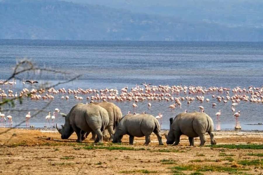 Lakes Nakuru& Naivasha National Park Wildlife Highlights - Lake Nakuru: flamingos, rhinos, and a serious bird sanctuary