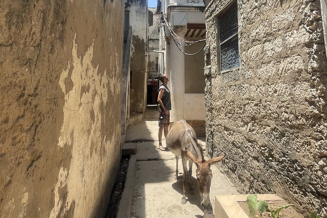 Lamu Old Town Walking Tour - The Donkey Sanctuary and everyday Lamu