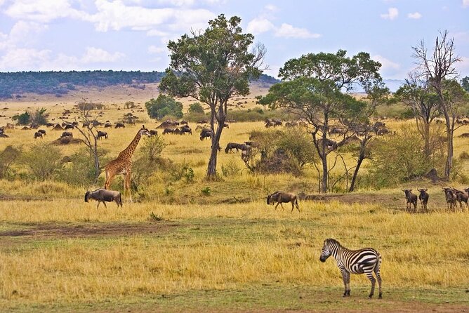 Maasai Mara 3 Day Guided Tour - Optional Maasai Mara activities and their real value