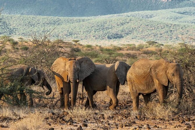 Maasai Mara 3 Day Guided Tour - The third day is mostly a return journey
