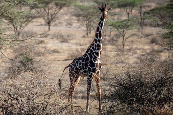 Maasai Mara 3 Day Guided Tour - What the first afternoon game drive adds