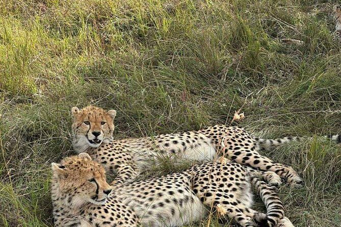 Maasai Mara Day Trip - Why this Maasai Mara day trip makes sense