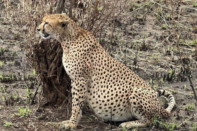 Maasai Mara Day Trip - The Great Rift Valley stop breaks up the drive
