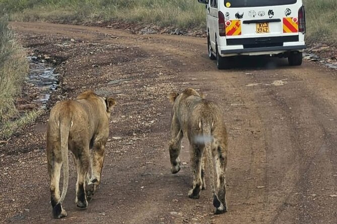 Maasai Mara Day Trip - Is $243 good value for one day?
